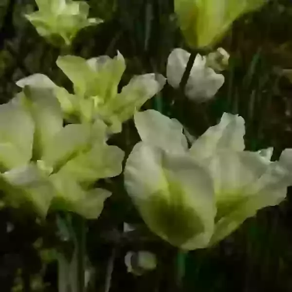 Spring Green (viridiflora)